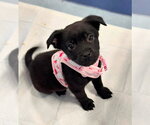 Small #1 Labrador Retriever Mix