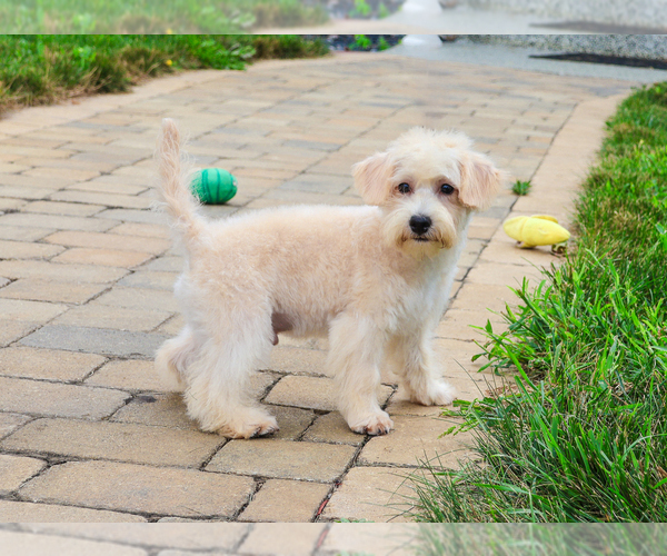 Medium Photo #12 Poodle (Toy)-West Highland White Terrier Mix Puppy For Sale in SYRACUSE, IN, USA