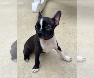 Boston Terrier Puppy for sale in FLORENCE, KY, USA