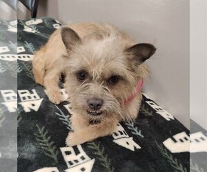 Cairn Terrier-Unknown Mix Dogs for adoption in St. Louis Park, MN, USA