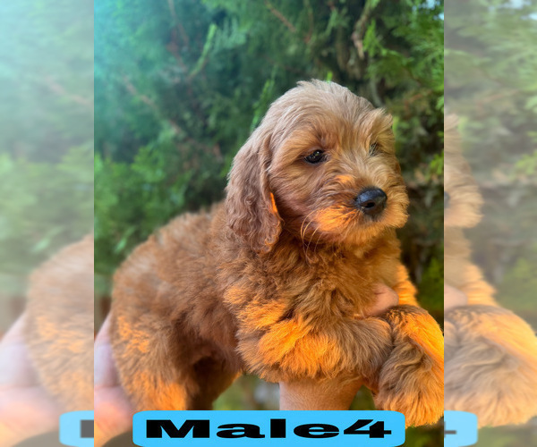 Medium Photo #33 Goldendoodle (Miniature) Puppy For Sale in BAKERSFIELD, CA, USA