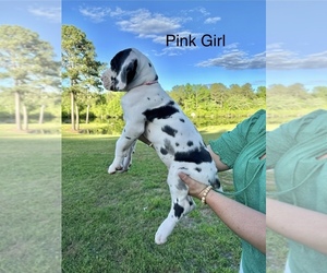 Great Dane Puppy for Sale in CARSON, Virginia USA