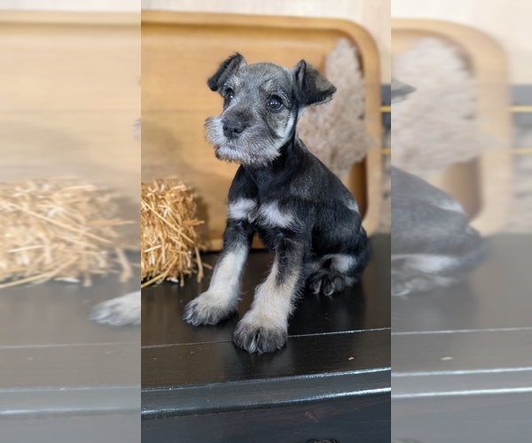 Medium Photo #2 Schnauzer (Miniature) Puppy For Sale in GOSHEN, IN, USA
