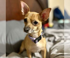 Chihuahua Dogs for adoption in Spring Lake, NC, USA