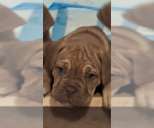 Mastiff-Olde English Bulldogge Mix Puppy for sale in POWAY, CA, USA