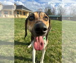 Small #3 Treeing Walker Coonhound Mix