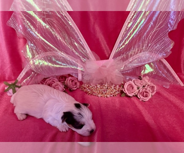 Medium Photo #2 Yorkshire Terrier Puppy For Sale in BROOKHAVEN, MS, USA