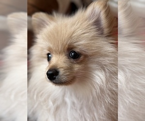 Pomeranian Puppy for Sale in GOSHEN, New York USA