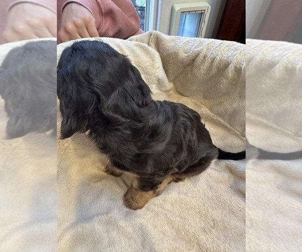 Medium Photo #4 Cavalier King Charles Spaniel Puppy For Sale in AURORA, CO, USA