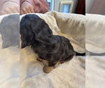 Small #3 Cavalier King Charles Spaniel