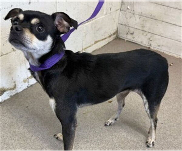 Medium Photo #1 Chihuahua Puppy For Sale in San Bernardino, CA, USA