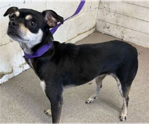 Chihuahua Dogs for adoption in San Bernardino, CA, USA