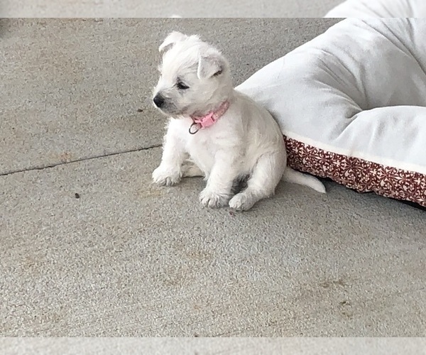 Medium Photo #1 West Highland White Terrier Puppy For Sale in ALMA, AR, USA