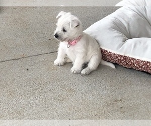 West Highland White Terrier Puppy for sale in ALMA, AR, USA