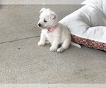 Small Photo #1 West Highland White Terrier Puppy For Sale in ALMA, AR, USA
