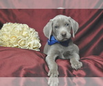 Small Photo #3 Weimaraner Puppy For Sale in BREMEN, GA, USA