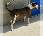 Small #3 Boxer Mix