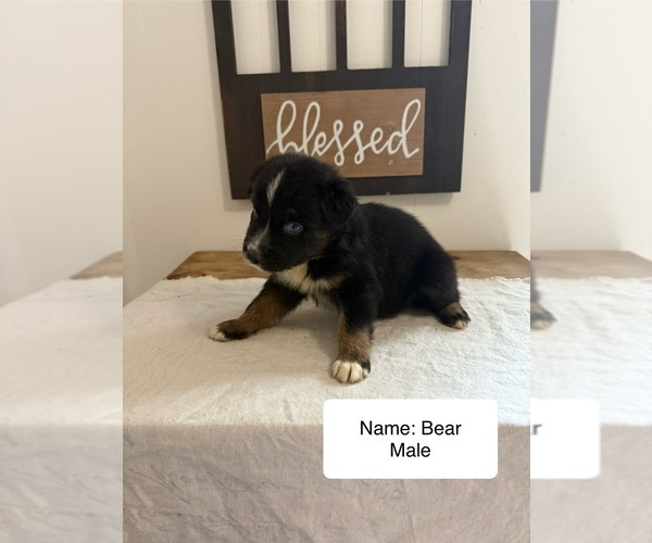 Medium Photo #2 Australian Shepherd Puppy For Sale in FORSYTH, GA, USA