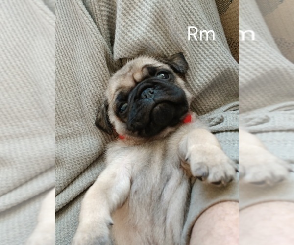 Medium Photo #1 Pug Puppy For Sale in EDGAR, WI, USA
