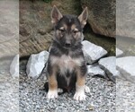 Small Photo #2 German Shepherd Dog-Siberian Husky Mix Puppy For Sale in FREDERICKSBURG, OH, USA