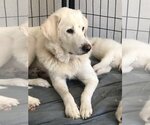 Small #1 Great Pyrenees