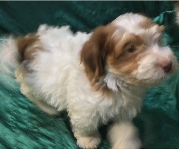 Medium Photo #35 Havanese Puppy For Sale in FENTON, MO, USA