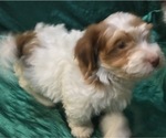 Small Photo #35 Havanese Puppy For Sale in FENTON, MO, USA