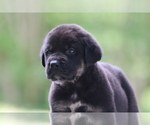 Small Photo #1 Spanish Mastiff Puppy For Sale in DRYDEN, VA, USA