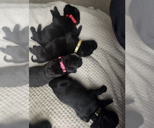 Cane Corso Puppy for sale in INDUSTRY, PA, USA