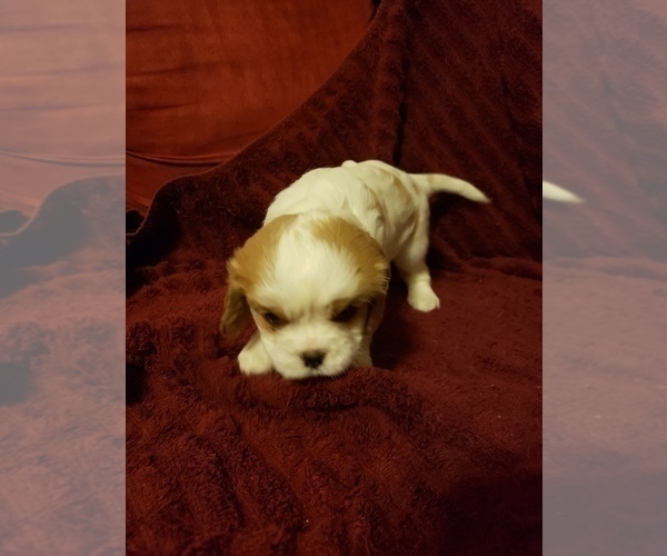 Medium Photo #2 Cavalier King Charles Spaniel Puppy For Sale in SAINT PETERSBURG, FL, USA