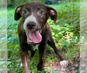 Catahoula Leopard Dog-Pointer Mix Dogs for adoption in Bristol, CT, USA