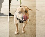 Small Photo #6 American Pit Bull Terrier-American Staffordshire Terrier Mix Puppy For Sale in Spotsylvania, VA, USA