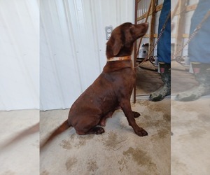 Mother of the Labrador Retriever puppies born on 11/30/2022