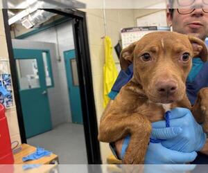 American Pit Bull Terrier-Pointer Mix Dogs for adoption in Waco, TX, USA