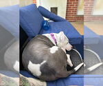 Small #3 American Pit Bull Terrier