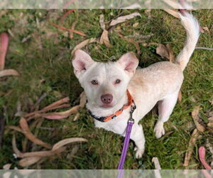 Parson Russell Terrier-Unknown Mix Dogs for adoption in McKinleyville, CA, USA