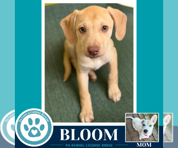 Medium Photo #1 Labrador Retriever-Unknown Mix Puppy For Sale in Kimberton, PA, USA