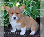 Small #4 Pembroke Welsh Corgi