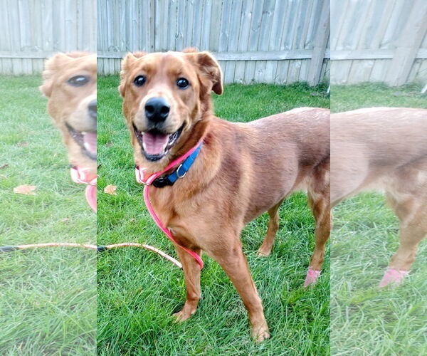 Medium Photo #5 Retriever -Unknown Mix Puppy For Sale in Cottage Grove, MN, USA