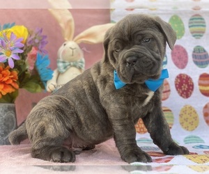 Cane Corso Puppy for sale in LANCASTER, PA, USA