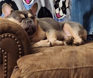 Father of the French Bulldog puppies born on 04/17/2023