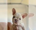 Puppy Chanel French Bulldog