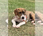 Sunny - Female Beagle Dog for Adoption - Small photo