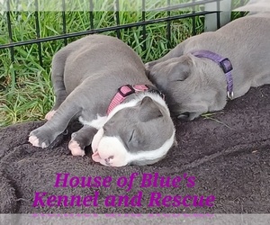 American Pit Bull Terrier Puppy for sale in DELAWARE, OH, USA