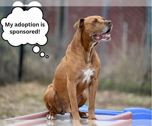 Medium Photo #5 Lab-Pointer Puppy For Sale in Santa Cruz, CA, USA