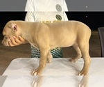 Small #1 American Bully
