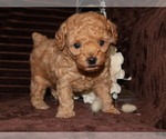 Image preview for Ad Listing. Nickname: Mickey
