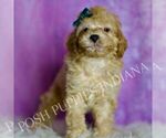 Small Photo #77 Poodle (Miniature) Puppy For Sale in WARSAW, IN, USA