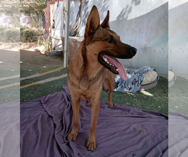 Medium Photo #7 German Shepherd Dog-Unknown Mix Puppy For Sale in Apple Valley, CA, USA