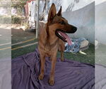 Small #6 German Shepherd Dog Mix